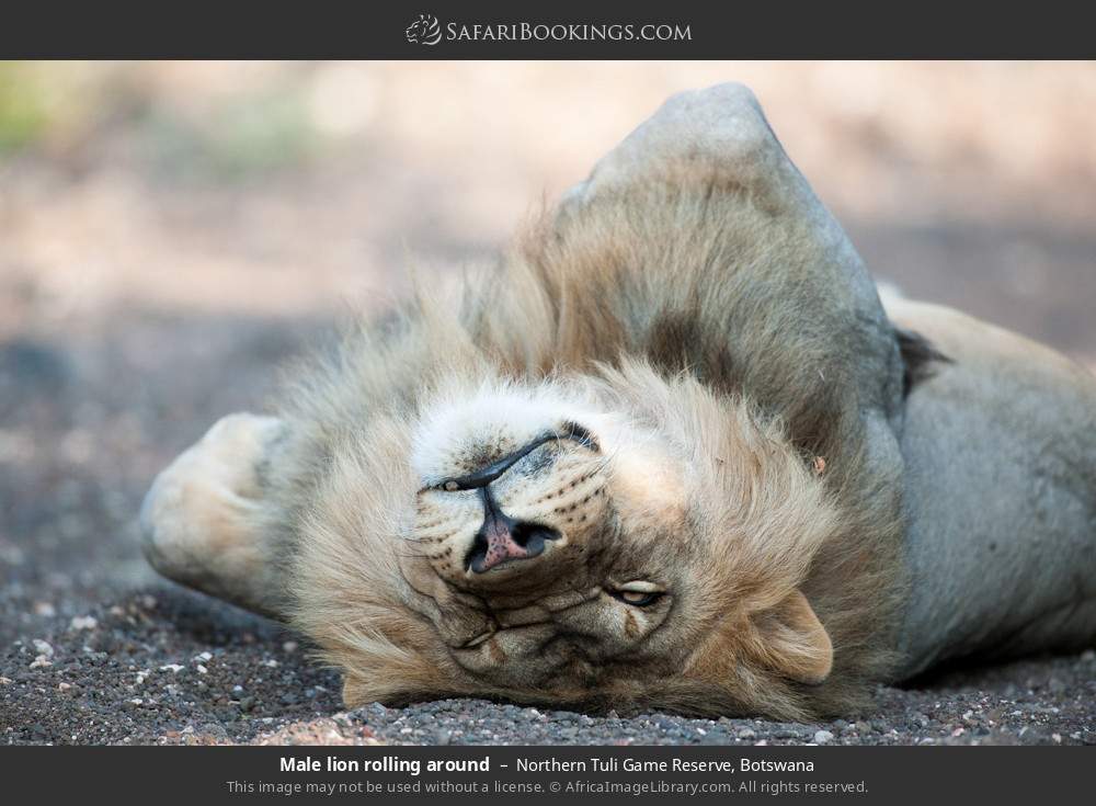 Male lion rolling around in Northern Tuli Game Reserve, Botswana