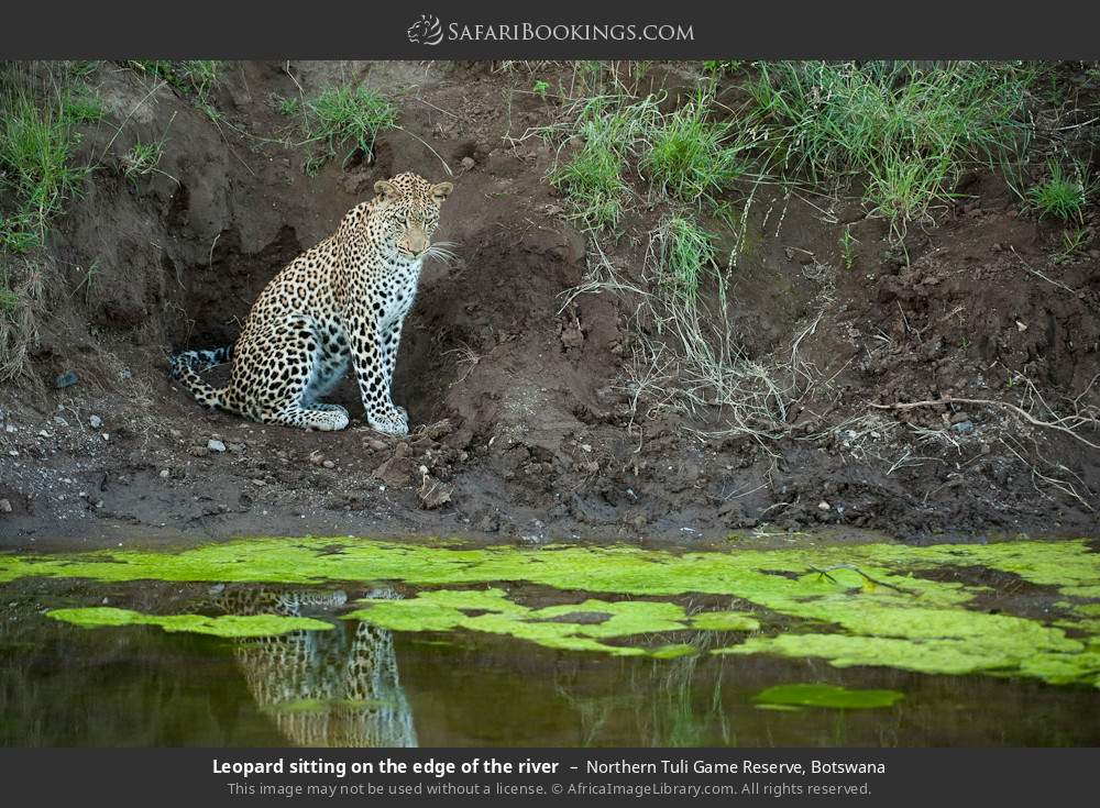 Leopard sitting on the edge of a river in Northern Tuli Game Reserve, Botswana