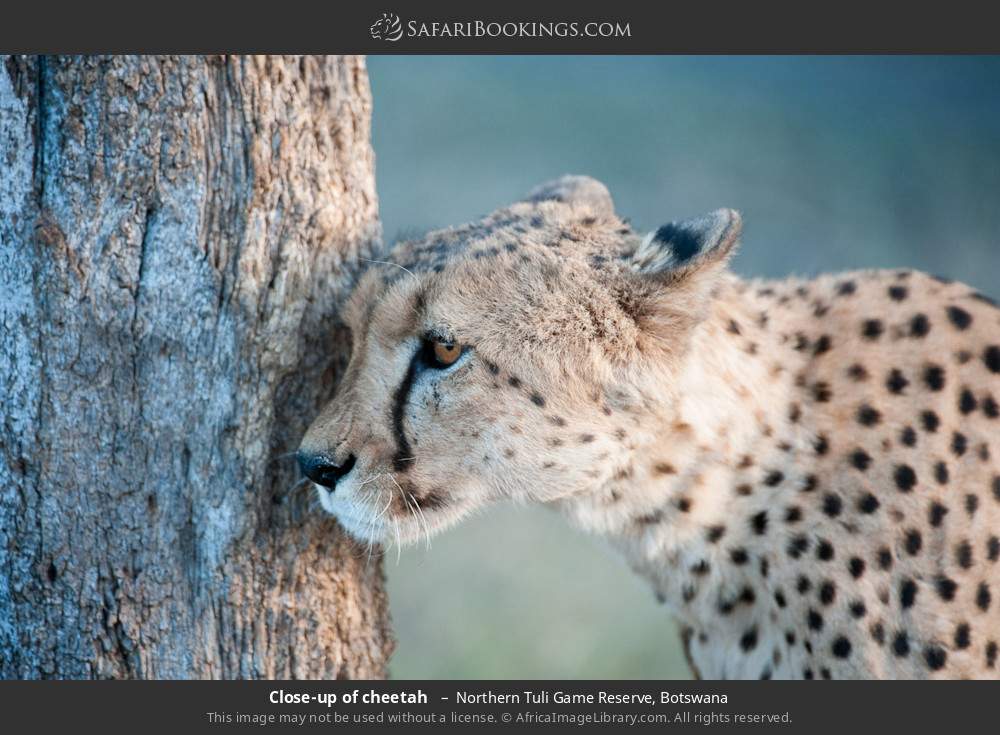 Close-up of a cheetah in Northern Tuli Game Reserve, Botswana