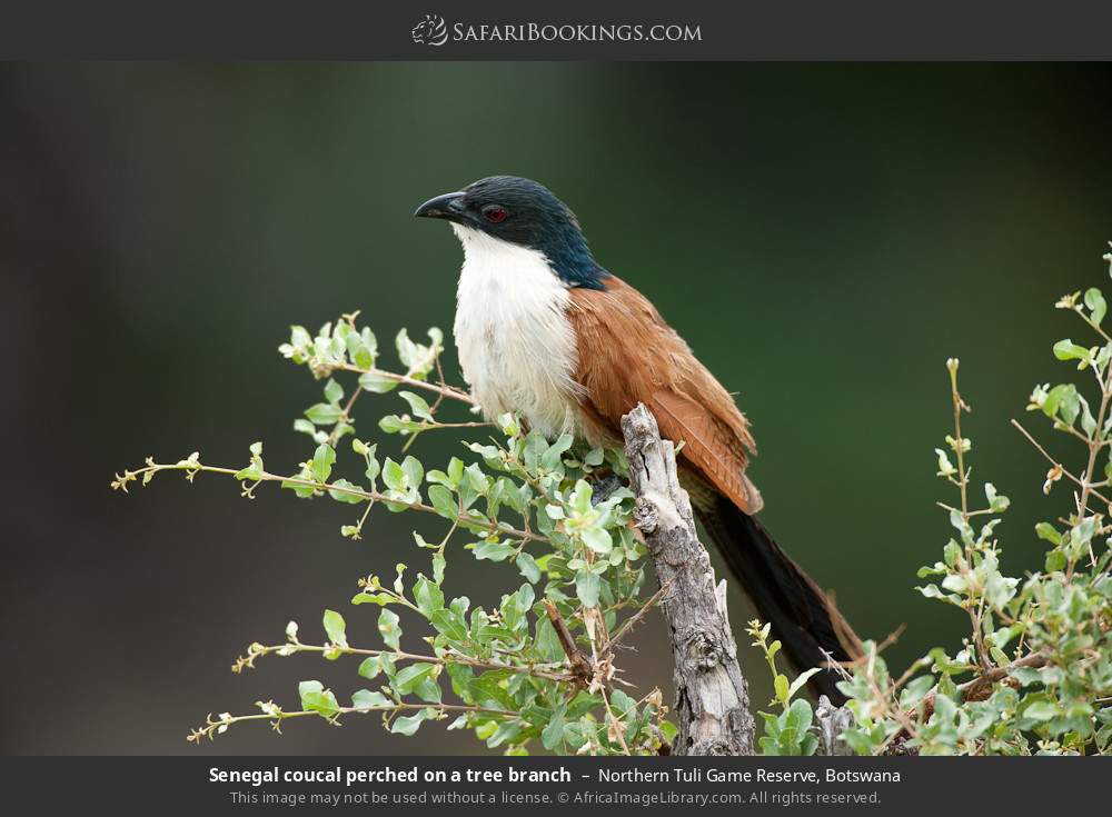 Senegal coucal perched on a tree branch in Northern Tuli Game Reserve, Botswana