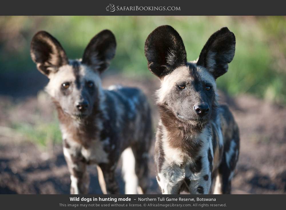 Wild dogs hunting in Northern Tuli Game Reserve, Botswana