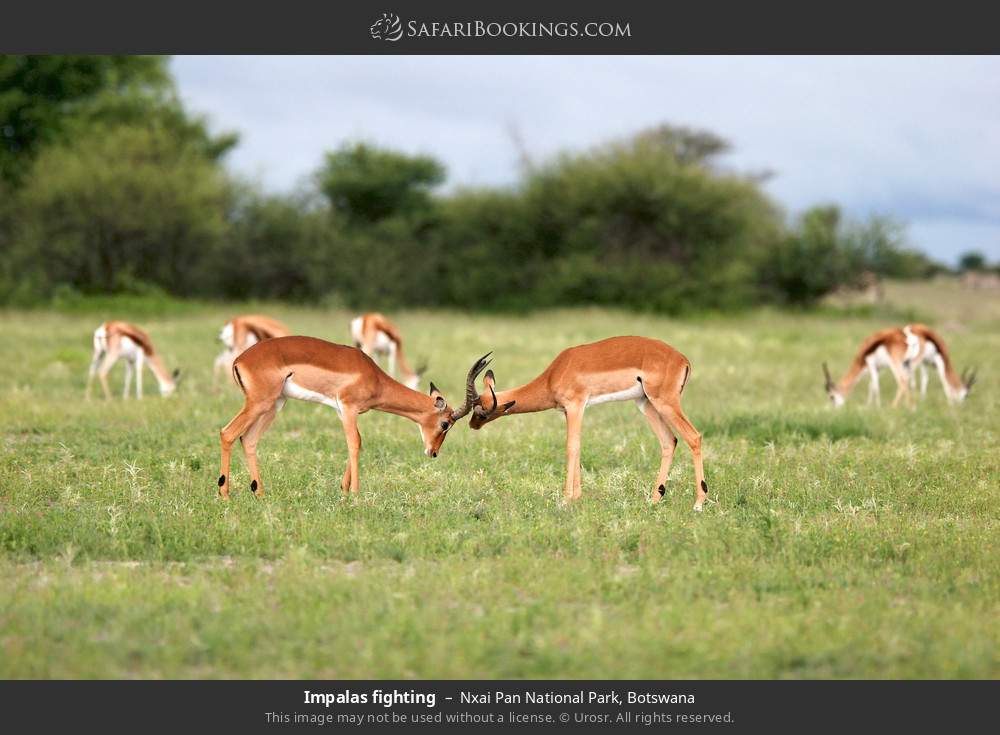 Impalas fighting in Nxai Pan National Park, Botswana