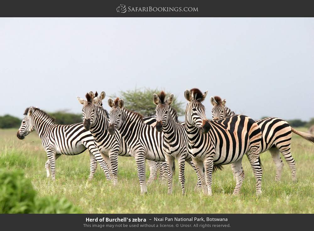 Herd of plains zebras in Nxai Pan National Park, Botswana