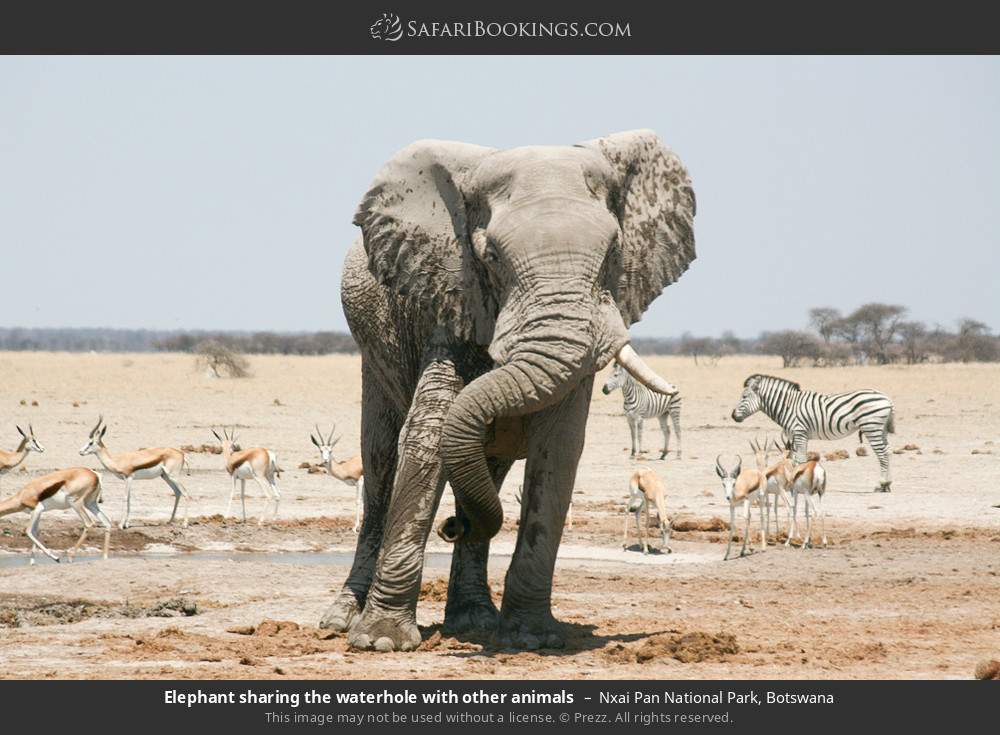 Elephant sharing a waterhole with other animals in Nxai Pan National Park, Botswana