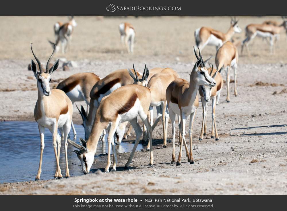 Springboks at a waterhole in Nxai Pan National Park, Botswana
