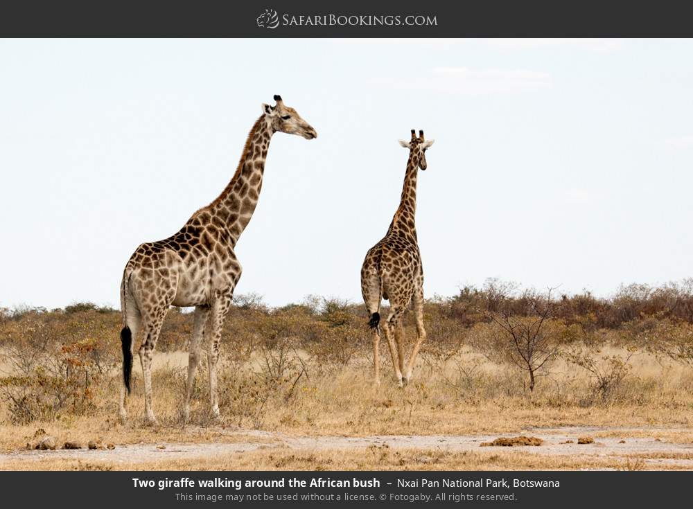 Giraffes walking through the African bush in Nxai Pan National Park, Botswana