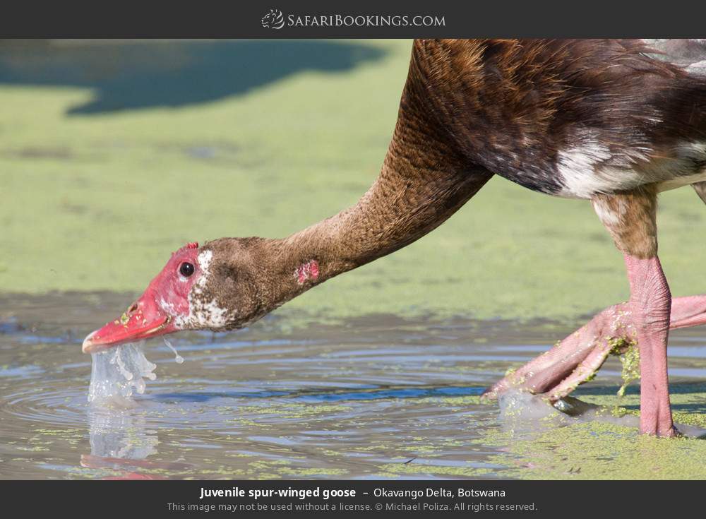 Juvenile spur-winged goose in Okavango Delta, Botswana