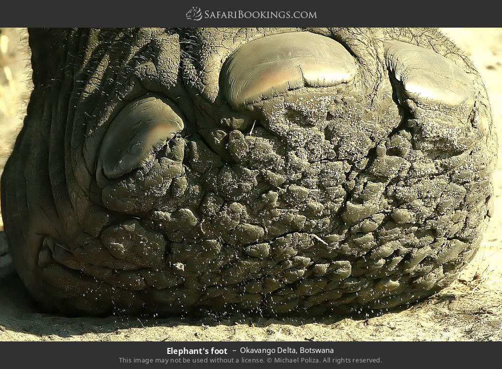 Elephant's foot in Okavango Delta, Botswana