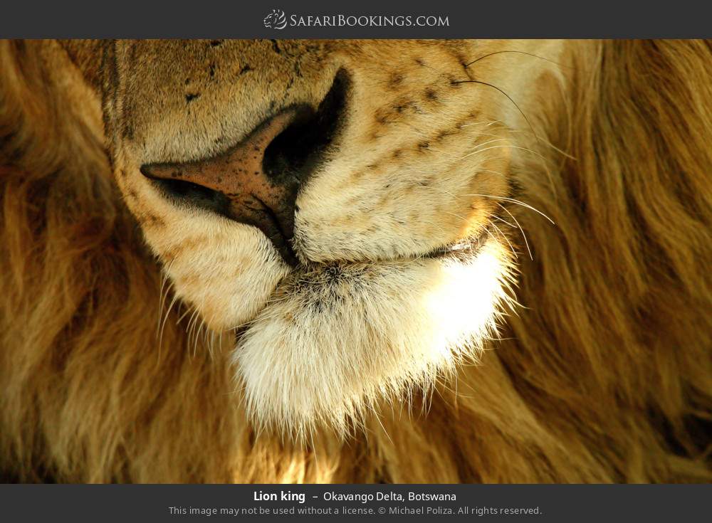 Lion in Okavango Delta, Botswana
