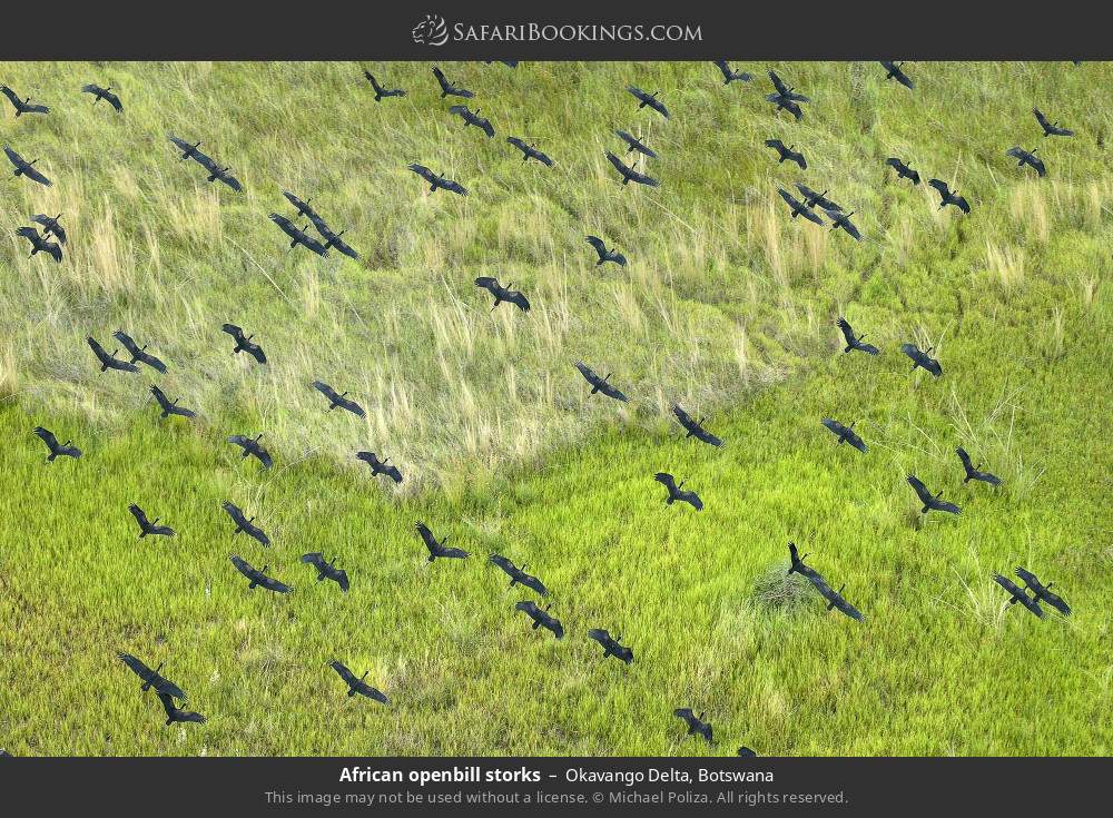 African openbill storks in Okavango Delta, Botswana