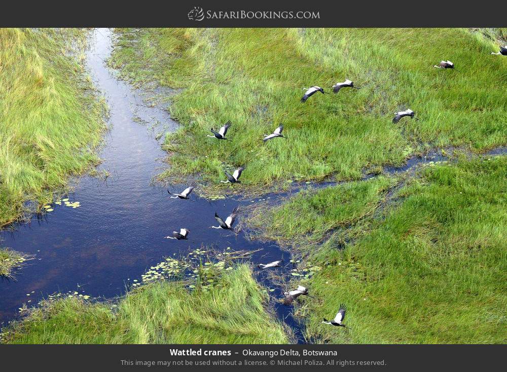 Wattled cranes in Okavango Delta, Botswana
