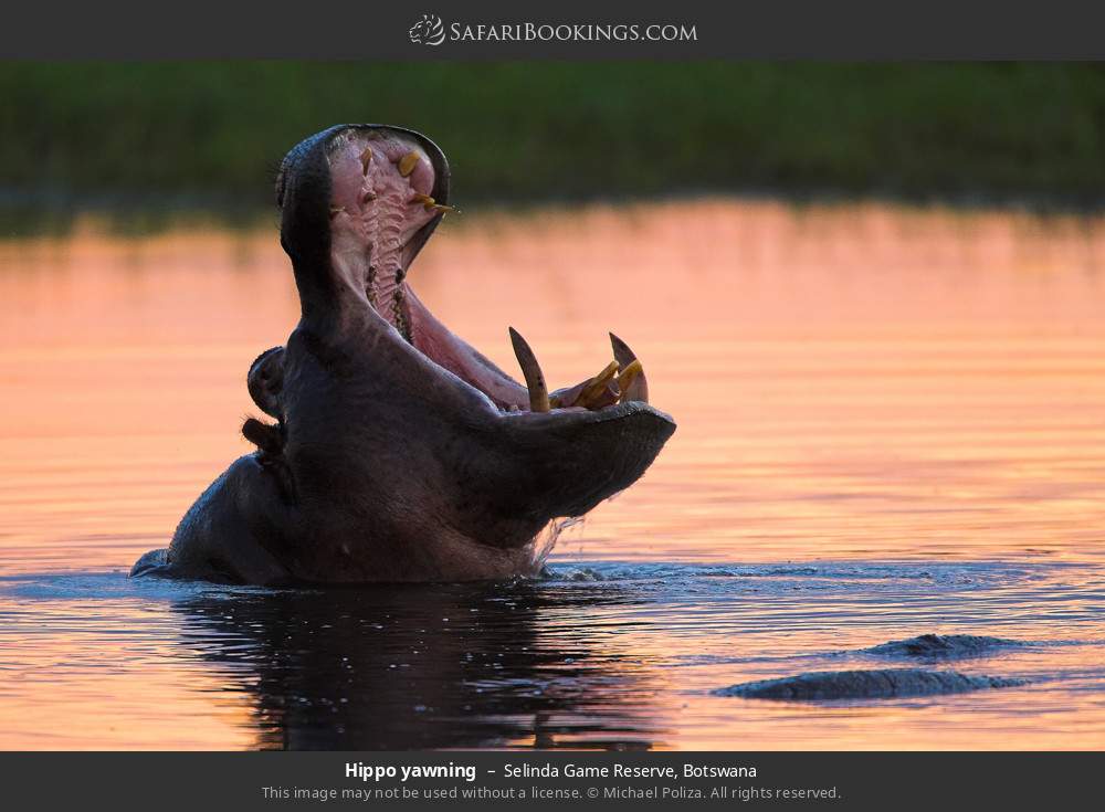 Hippo yawning in Selinda Concession, Botswana