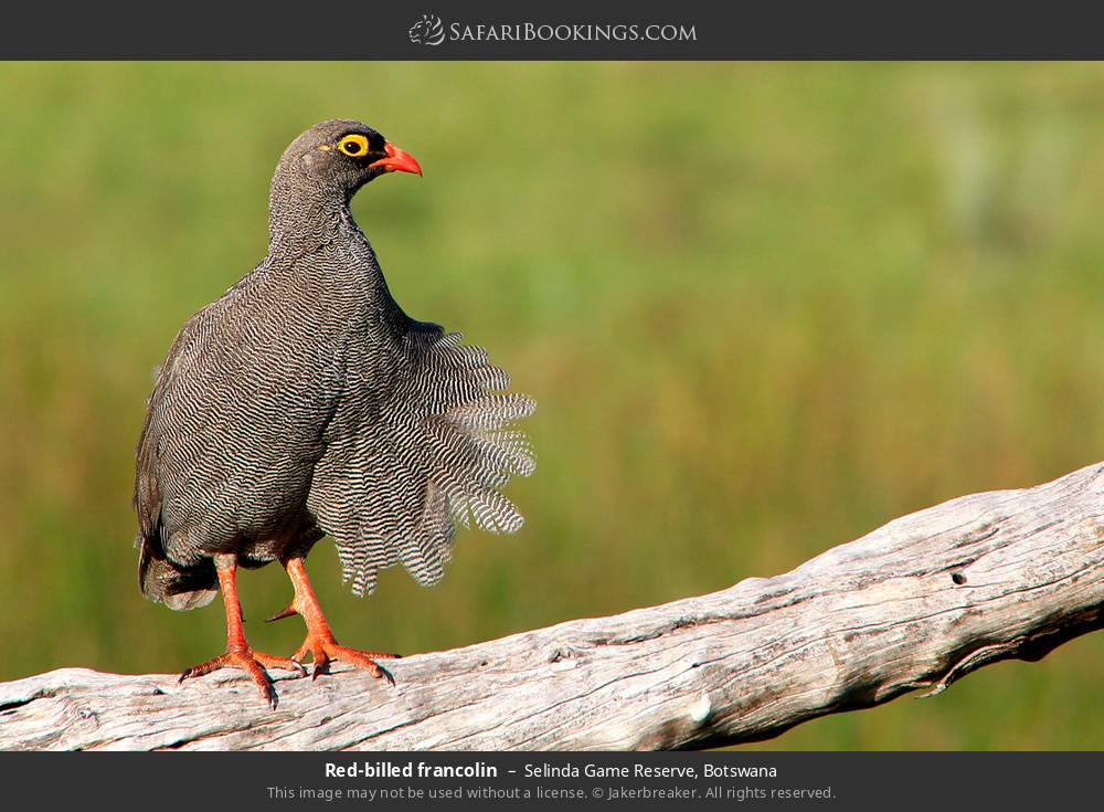 Red-billed francolin in Selinda Concession, Botswana