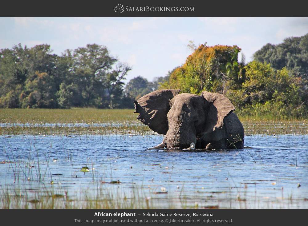 African elephant in Selinda Concession, Botswana