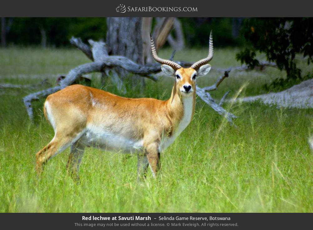Red lechwe in Selinda Concession, Botswana