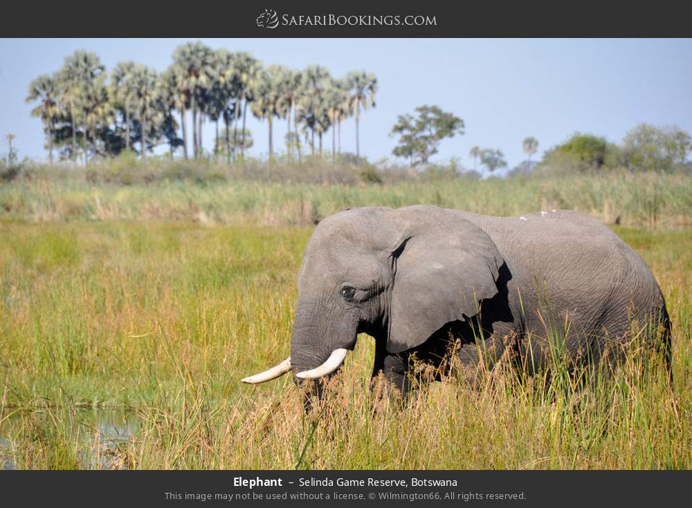 Elephant in Selinda Concession, Botswana