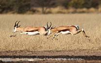Khutse Game Reserve
