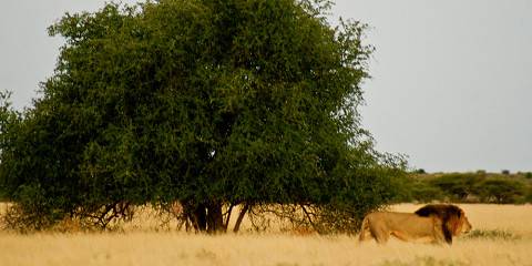 7-Day Central Kalahari Game Reserve (Ckgr) Safari