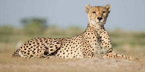 10-Day Victoria Falls & Legendary Kalahari Wilderness