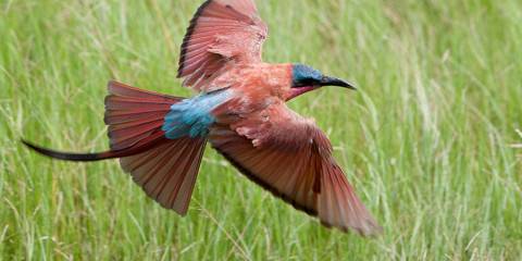 10-Day Botswana Classic Safari