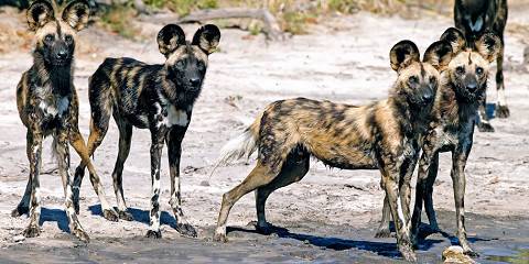 8-Day Steenbok Trail Safari – Okavango & Moremi