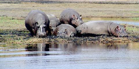 10-Day Botswana Wetlands Excursions