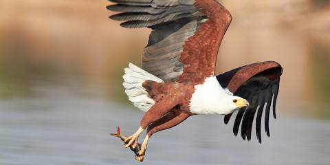 5-Day Exclusive Hwange & Chobe Safari Escape