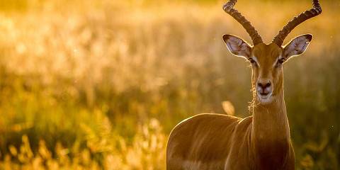 7-Day Chobe Sunset & Wilderness Safari Adventure