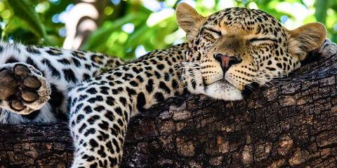 3-Day Epic Okavango Delta Mokoro Expendition