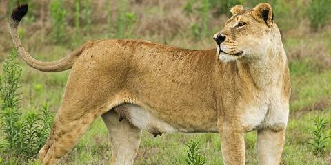 5-Day Victoria Falls to Botswana, Chobe