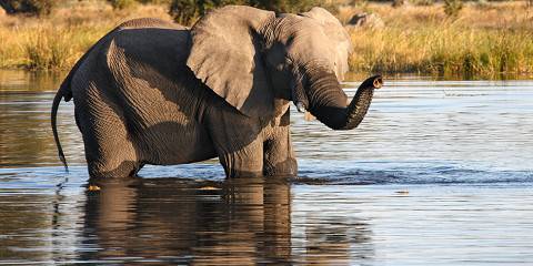 5-Day Botswana Luxury Tour (Okavango Delta & Chobe NP)