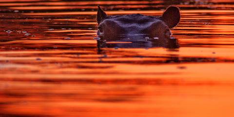 5-Day Echoes of the Okavango - Mokoro & Motorized Safari