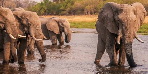 4-Day Botswana Safari - Chobe & Okavango