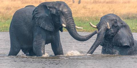 Hwange National Park, Chobe NP and Victoria Falls
