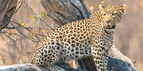 5-Day Okavango Delta Predator Safari