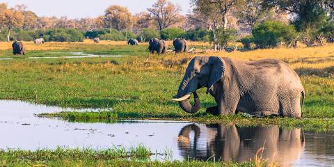 Botswana Safari in Savuti and Chobe