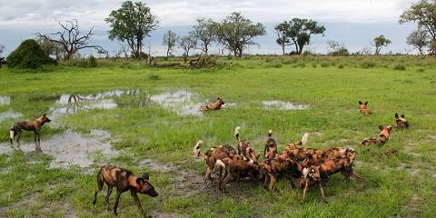 3-Day Full Catered Mobile Safari Moremi Game Reserve