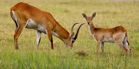 4-Day Okavango Delta Safari Tour