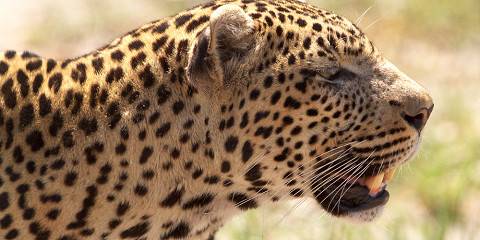11-Day Day Hwange, Vicfalls, Chobe & Okavango Delta