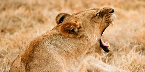 7-Day Botswana Vic Falls Customized Safari Tour