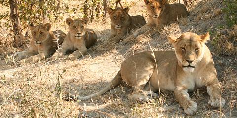 3-Day Victoria Falls and Hwange Main Camp Tour (Camping)