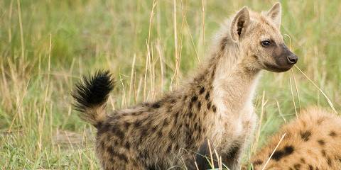 7-Day Okavango Delta to Chobe Comfort Mobile Safari
