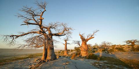 7-Day Salt Pan & Safari Adventure