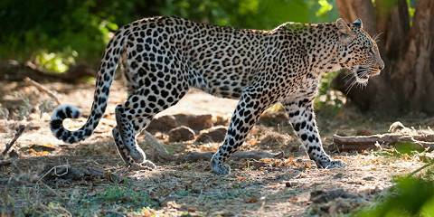 Discover Victoria Falls, Chobe NP and Hwange NP