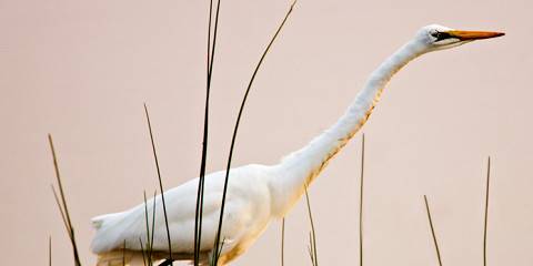 3-Day Moremi Khwai Safari