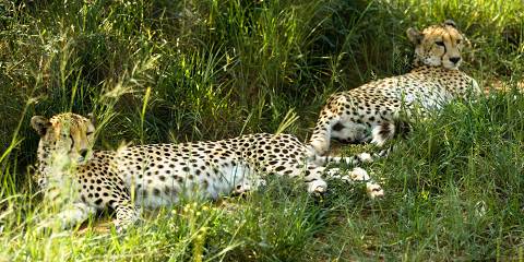 5-Day Big Four Safari in Okavango Delta , Botswana