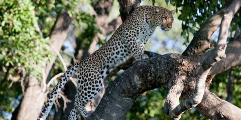 Okavango Delta & Moremi Game Reserve Luxury Safari