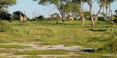 Moremi Safari