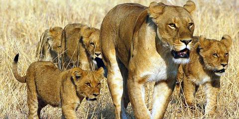 7-Day Big Cats Botswana Moremi & Savute Safari