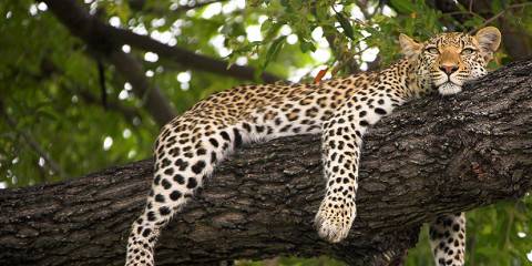 7-Day 4 Star Best of Botswana Moremi & Khwai Safari